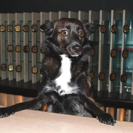 Hotel Astoria Italia 4*